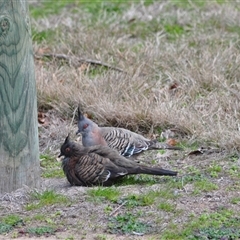 Ocyphaps lophotes (Crested Pigeon) at Florey, ACT - 16 Aug 2025 by catherine.gilbert