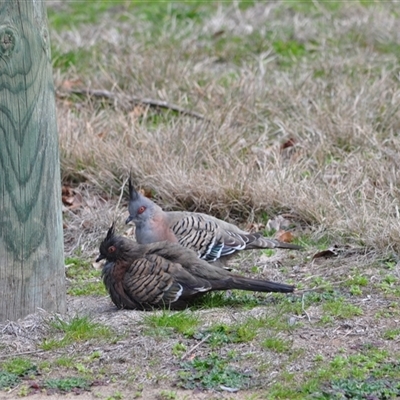 Ocyphaps lophotes (Crested Pigeon) at Florey, ACT - 16 Aug 2025 by catherine.gilbert