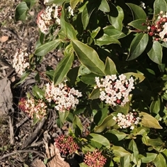 Viburnum tinus (Laurustinus) at Bruce, ACT - 1 Sep 2021 by rainer