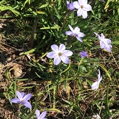 Ipheion uniflorum (Spring Star-flower) at Bruce, ACT - 1 Sep 2021 by rainer