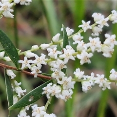 Unverified Other Shrub at Bundagen, NSW - 16 Aug 2025 by trevorpreston