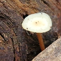 Unverified Cap on a stem; gills below cap [mushrooms or mushroom-like] at Bundagen, NSW - 16 Aug 2025 by trevorpreston