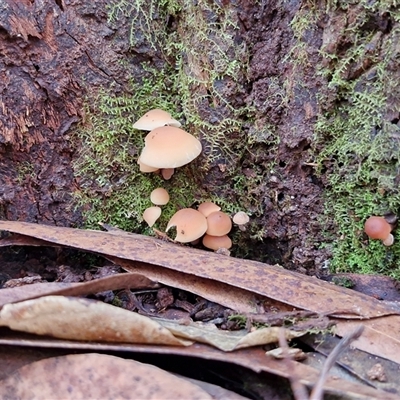 Collybia s.l. at Bundagen, NSW - 16 Aug 2025 by trevorpreston