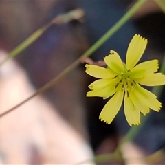 Unverified Daisy at Bundagen, NSW - 16 Aug 2025 by trevorpreston