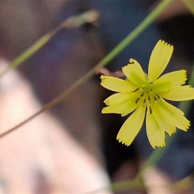 Unverified Daisy at Bundagen, NSW - 16 Aug 2025 by trevorpreston
