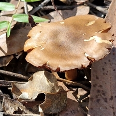 Cortinarius sp. (Cortinarius) at Bundagen, NSW - 16 Aug 2025 by trevorpreston