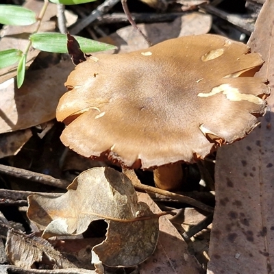 Cortinarius sp. (Cortinarius) at Bundagen, NSW - 16 Aug 2025 by trevorpreston