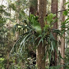 Platycerium bifurcatum (Elkhorn) at Bundagen, NSW - 16 Aug 2025 by trevorpreston