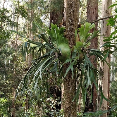 Platycerium bifurcatum (Elkhorn) at Bundagen, NSW - 16 Aug 2025 by trevorpreston