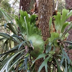 Platycerium bifurcatum at Bundagen, NSW - suppressed