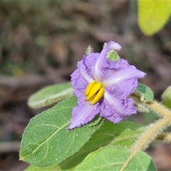 Unverified Other Shrub at Bundagen, NSW - 16 Aug 2025 by trevorpreston