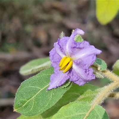 Unverified Other Shrub at Bundagen, NSW - 16 Aug 2025 by trevorpreston
