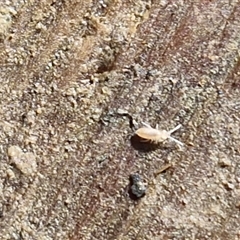 Unverified Springtail (Collembola) at Bundagen, NSW - 16 Aug 2025 by trevorpreston