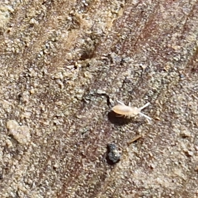 Unverified Springtail (Collembola) at Bundagen, NSW - 16 Aug 2025 by trevorpreston