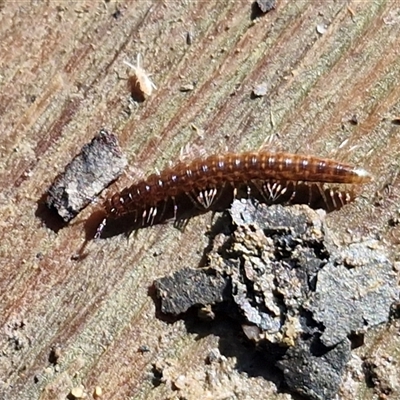 Unverified Millipede (Diplopoda) at Bundagen, NSW - 16 Aug 2025 by trevorpreston