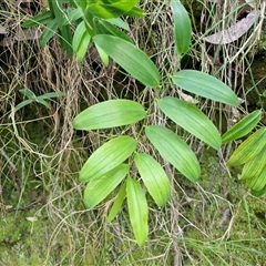 Unverified Plant at Bundagen, NSW - 16 Aug 2025 by trevorpreston