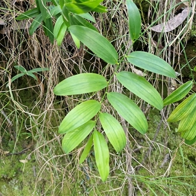 Unverified Plant at Bundagen, NSW - 16 Aug 2025 by trevorpreston