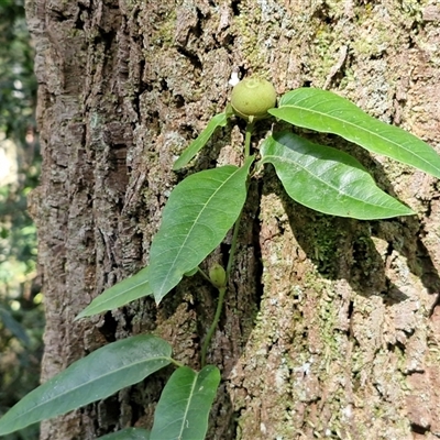 Araujia sericifera at Bundagen, NSW - 16 Aug 2025 by trevorpreston