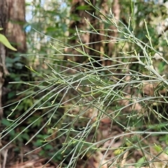 Unverified Other Shrub at Repton, NSW - 16 Aug 2025 by trevorpreston