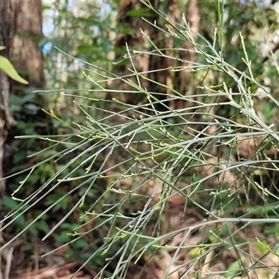 Unverified Other Shrub at Repton, NSW - 16 Aug 2025 by trevorpreston