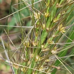 Lomandra (genus) at Repton, NSW - 16 Aug 2025 by trevorpreston