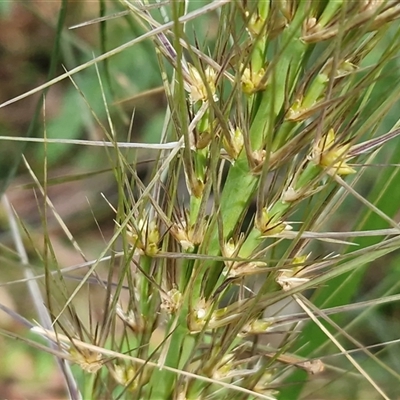 Lomandra (genus) at Repton, NSW - 16 Aug 2025 by trevorpreston