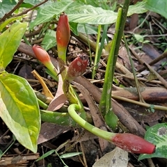 Unverified Other Wildflower or Herb at Repton, NSW - 16 Aug 2025 by trevorpreston