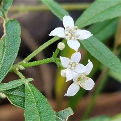 Unverified Other Wildflower or Herb at Repton, NSW - 16 Aug 2025 by trevorpreston
