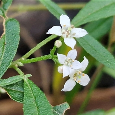 Unverified Other Wildflower or Herb at Repton, NSW - 16 Aug 2025 by trevorpreston