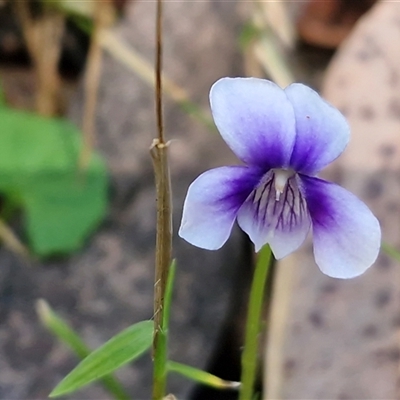 Viola hederacea (Ivy-leaved Violet) at Repton, NSW - 16 Aug 2025 by trevorpreston