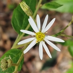 Unverified Daisy at Repton, NSW - 16 Aug 2025 by trevorpreston