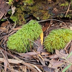 Unverified Moss, Liverwort or Hornwort at Repton, NSW - 16 Aug 2025 by trevorpreston