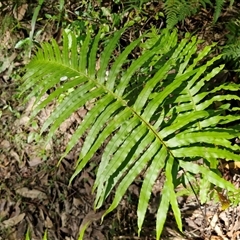 Blechnum cartilagineum (Gristle Fern) at Repton, NSW - 16 Aug 2025 by trevorpreston