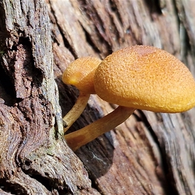 Gymnopilus sp. (Gymnopilus) at Repton, NSW - 16 Aug 2025 by trevorpreston