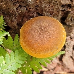 Gymnopilus sp. at Repton, NSW - 16 Aug 2025 01:37 PM