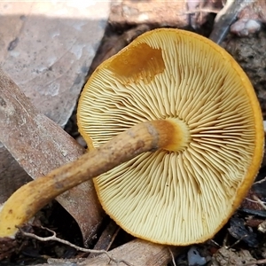 Gymnopilus sp. at Repton, NSW - 16 Aug 2025 01:37 PM