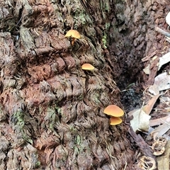 Gymnopilus sp. at Repton, NSW - 16 Aug 2025 01:37 PM