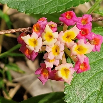 Lantana camara (Lantana) at Repton, NSW - 16 Aug 2025 by trevorpreston