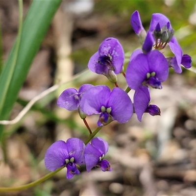 Hardenbergia violacea (False Sarsaparilla) at Repton, NSW - 16 Aug 2025 by trevorpreston