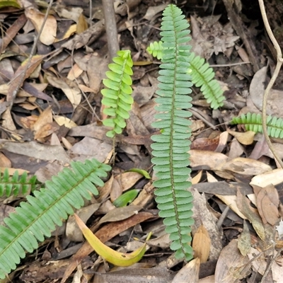 Blechnum nudum at Bundagen, NSW - 16 Aug 2025 by trevorpreston