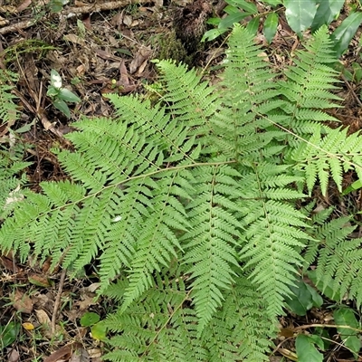 Calochlaena dubia (Rainbow Fern) at Bundagen, NSW - 16 Aug 2025 by trevorpreston