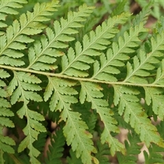 Calochlaena dubia at Bundagen, NSW - 16 Aug 2025 01:28 PM