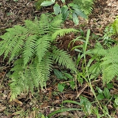 Calochlaena dubia at Bundagen, NSW - 16 Aug 2025 01:28 PM