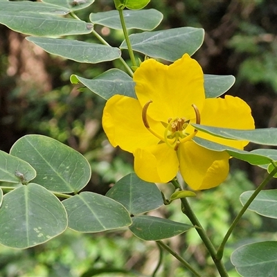 Senna pendula var. glabrata (Easter Cassia) at Bundagen, NSW - 16 Aug 2025 by trevorpreston