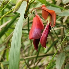 Kennedia rubicunda (Dusky Coral Pea) at Bundagen, NSW - 16 Aug 2025 by trevorpreston