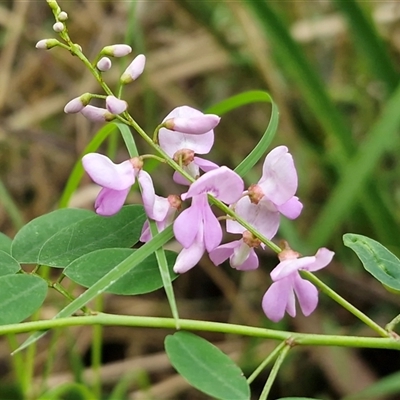 Indigofera australis subsp. australis (Australian Indigo) at Bundagen, NSW - 16 Aug 2025 by trevorpreston