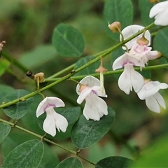 Indigofera australis subsp. australis (Australian Indigo) at Bundagen, NSW - 16 Aug 2025 by trevorpreston
