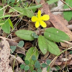 Hibbertia dentata (Twining Guinea Flower) at Bundagen, NSW - 16 Aug 2025 by trevorpreston