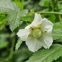 Rubus rosifolius (Rose-leaf Bramble) at Bundagen, NSW - 16 Aug 2025 by trevorpreston