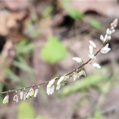 Polygala paniculata (Polygala) at Bonville, NSW - 16 Aug 2025 by trevorpreston